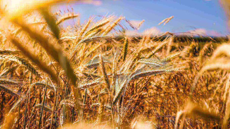 Dopłaty dla rolników do sprzedaży zbóż – nawet 250 zł za tonę