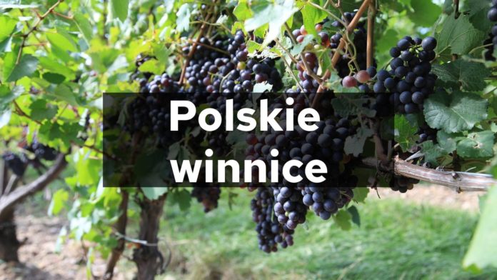 Polskie winnice
