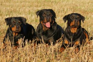 trzy psy rasy rottweiler