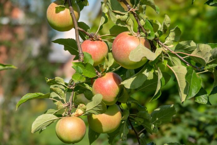 Rosnące jabłka na jabłoni