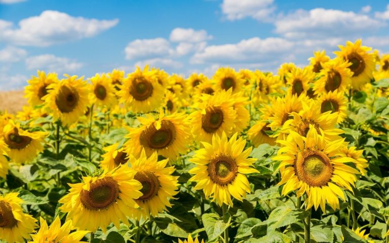 słoneczniki