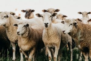 klonowanie zwierząt